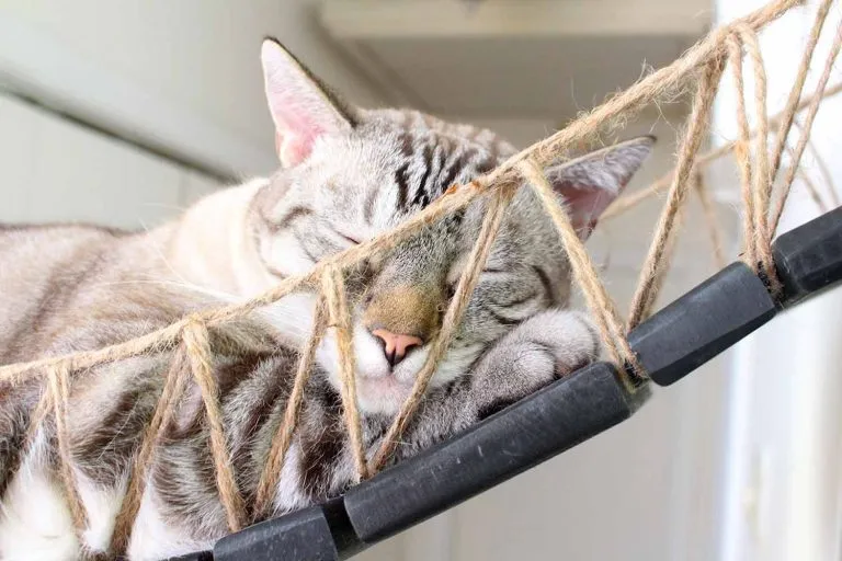 Our Wall-Mounted Cat Bridge