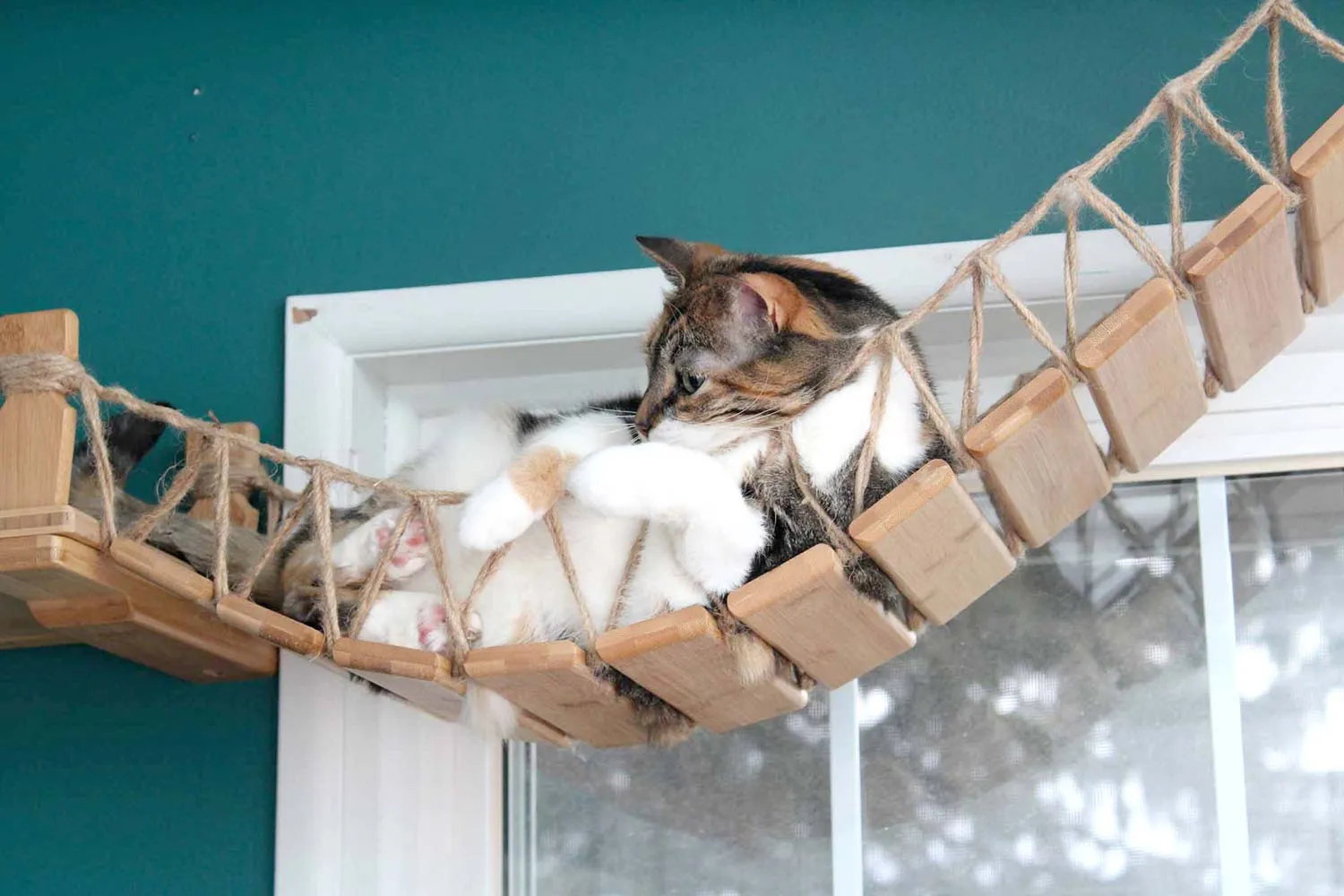 Our Wall-Mounted Cat Bridge